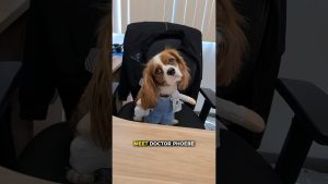Meet Dr. Phoebe, Excel Spine Center's Newest Team Member